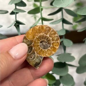 Beautiful Ammonite  - black ammonite fossil  🤩 For the fossil lovers